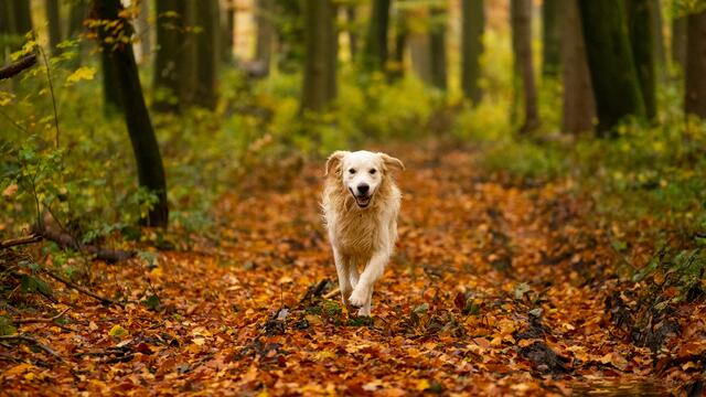 Golden Retriever im Wald