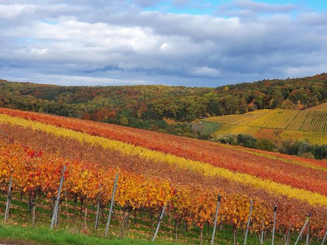 Herbst am Kayberg