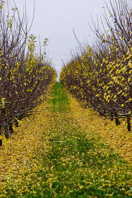 Zwetschgenbäume im Herbst