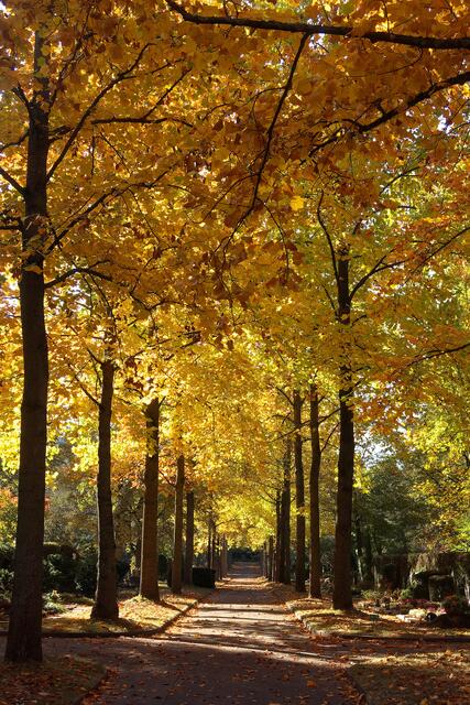 Allee