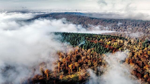 Herbstnebel im Stromberg