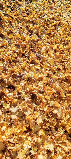 Der goldene Teppich