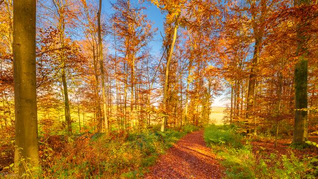 Am Montag Mittag im Wald zwischen Scheppach und Waldbach - jetzt einfach umdrehen.