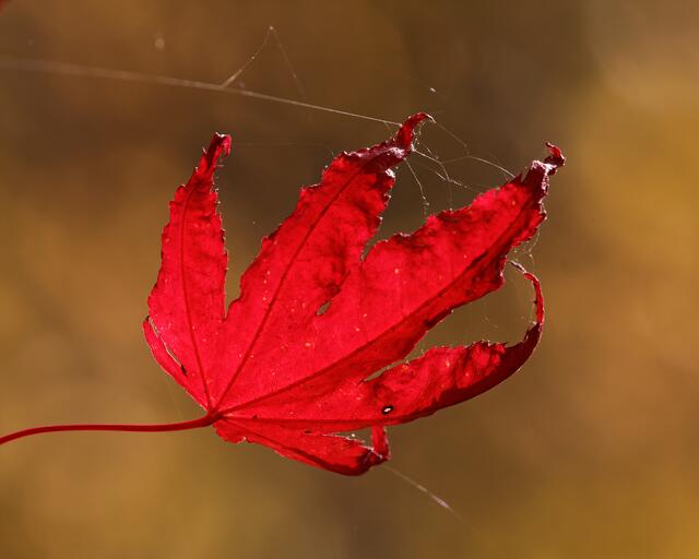 Blatt II