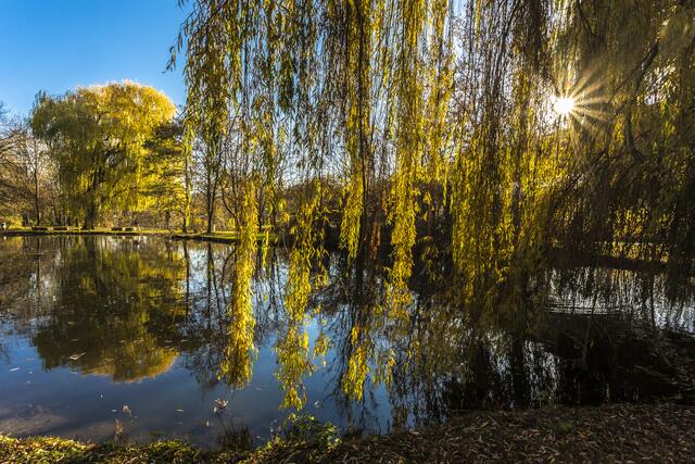 Herbst am Wilfensee Neckarsulm