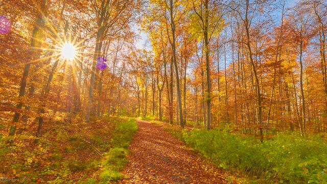 Am Montag Mittag im Wald zwischen Scheppach und Waldbach - die Sonne strahlt.
