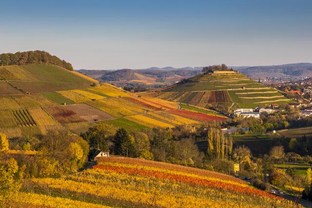 Goldener Herbst in den Weinbergen um die Weinsberger Weibertreu