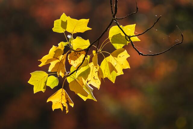 Goldene Blätter