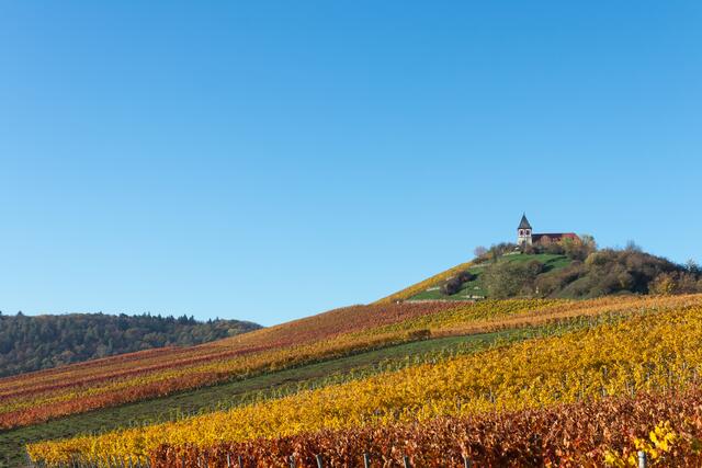 Michaelsberg bei Cleebronn im Herbst
