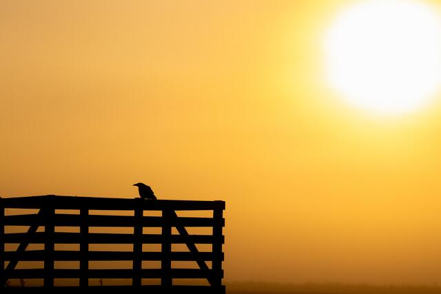 Ein Rabe bei Sonnenaufgang