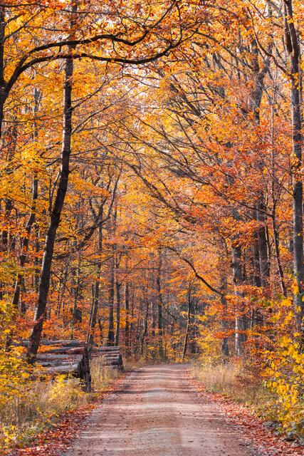 Waldweg im Herbst