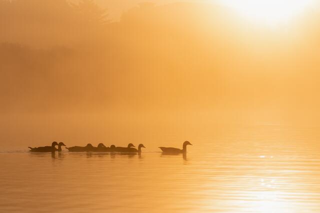 Gänse in der Ehmetsklinge bei morgentlichem Nebel