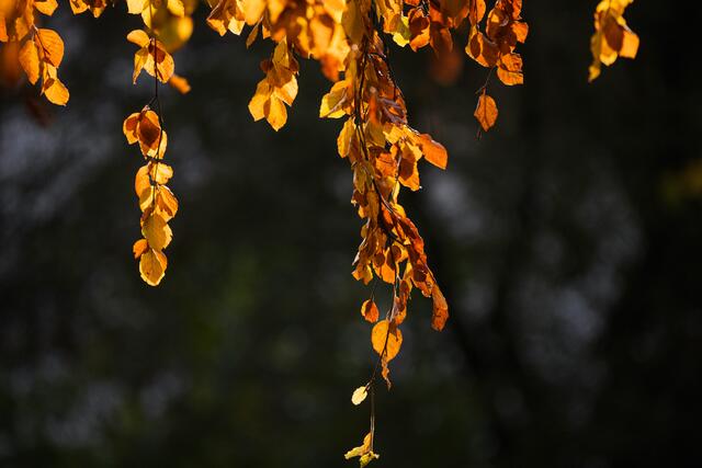 Herbstlaub