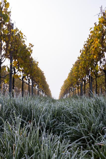 Goldene Weinberge bei Morgenfrost
