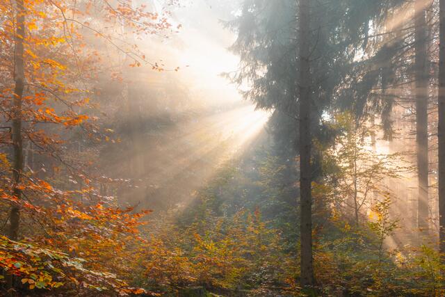 Goldenes Licht bricht durch die Bäume