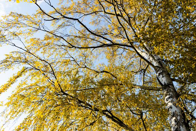 Goldene Blätter einer Birke