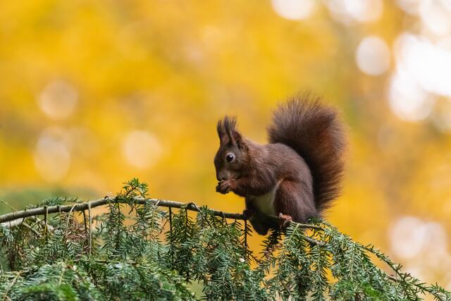 Eichhörnchen mit goldenem Hintergrund
