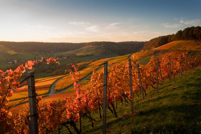 Farbspiel im Weinberg