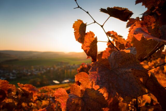 Leuchtendes Herbstlaub