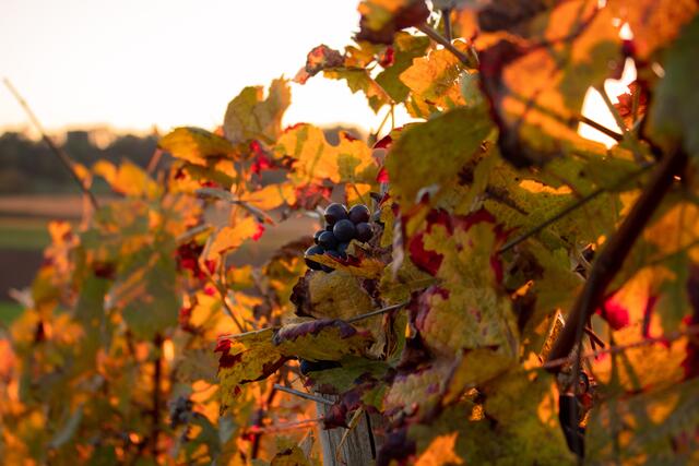 Goldener Wein