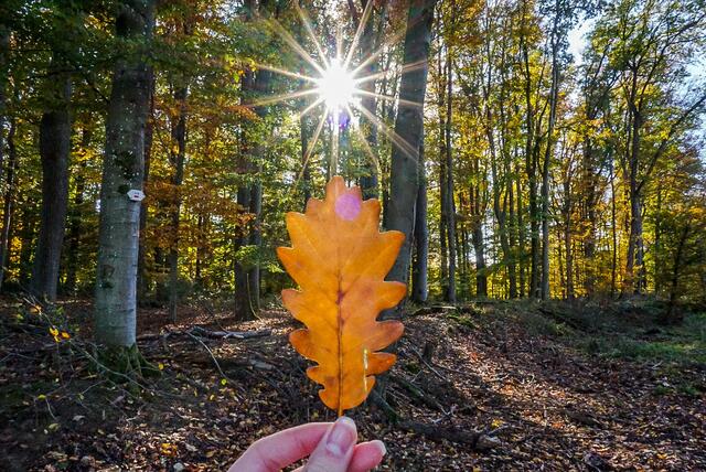 Herbststimmung im Wald