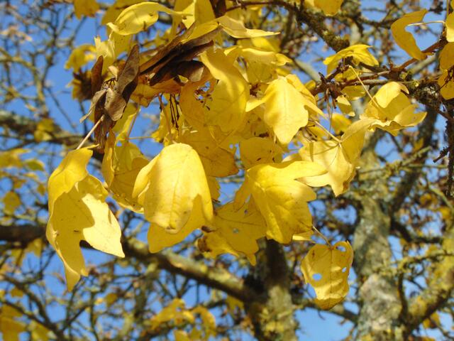 Die gelben Blätter am Baum glitzern wie mit Goldflimmer überstäubt in der Herbstsonne