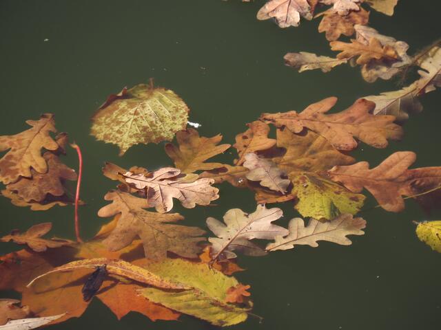 Herbstblätter im See
