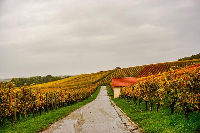 Herbst in den Weinbergen