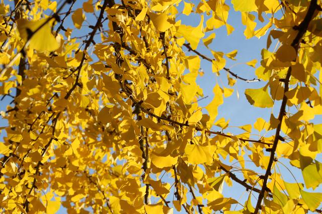 Ginkgoblätter, golden
