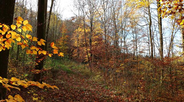 herbstlicher Waldweg