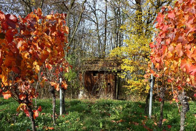 goldener Herbst