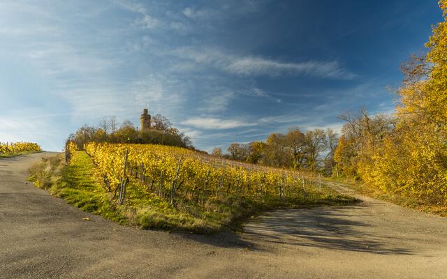 Heuchelberger Warte auf goldenem herbstlichem Sockel