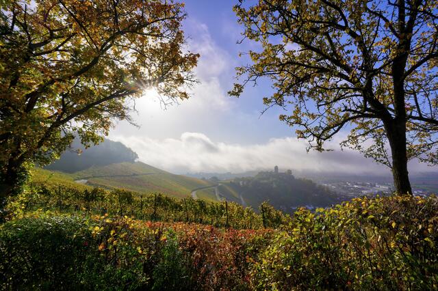 Nebelstimmung über der Burgruine Hohenbeilstein I
