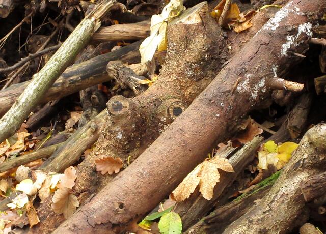 Und dieses freundliche Baum-Monsterle wacht über das Kunstwerk.  Es wird sehr böse werden, wenn das Reben-Ei beschädigt würde.