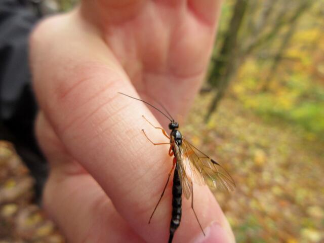 Auch für diese Riesenschlupfwespe hatten die Wanderer ein Auge