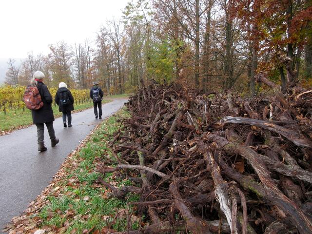 Entlang des Weges liegen wieder viele Rebstöcke. Hier könnten noch zahlreiche oder ein sehr großes Kunstwerk entstehen, doch das Bauen mit diesem Material gestaltet sich schwierig, wie die Gruppe von Klaus Waldbüßer später erfahren sollte.