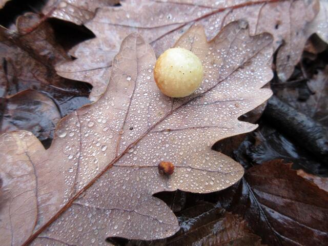 Der Nebel senkte sich auf den Wald und benetzte die Blätter. Hier mit einer Galle der Eichengallwespe.