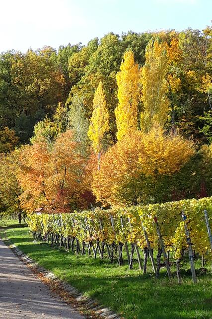 Bäume und Reben im Herbst, Neipperg