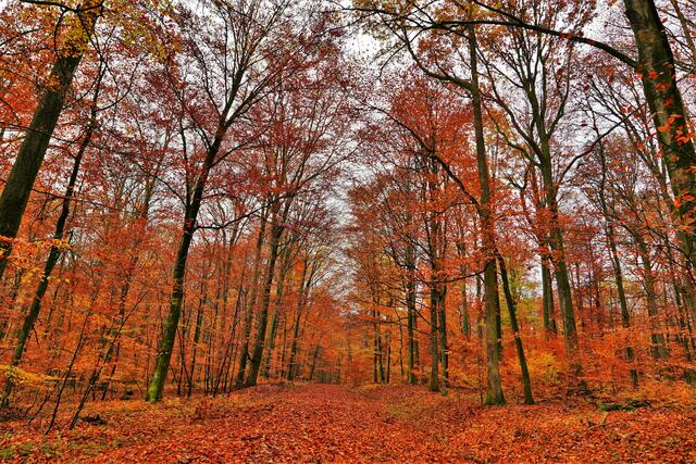 Im Wald