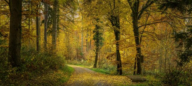 Waldspaziergang im goldenen Herbst