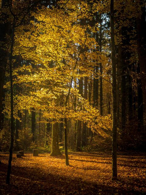 Baum im Herbstlicht