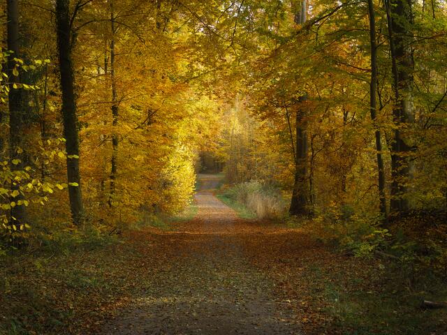 Waldspaziergang im Herbst