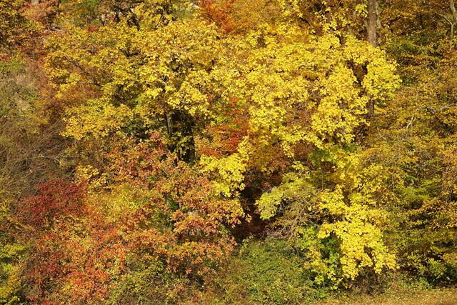 Goldener Herbst 3