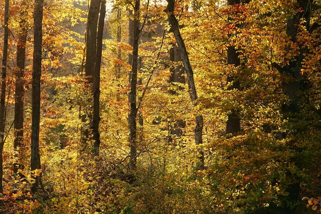 Goldener Herbst 4