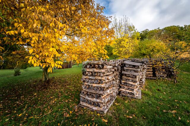 Streuobstbaum im Herbstlaub