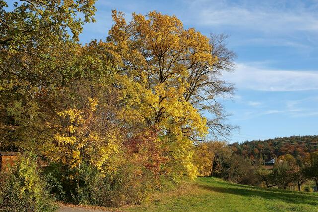 Goldener Herbst 2