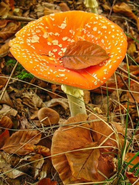 Fliegenpilz im Herbstlaub