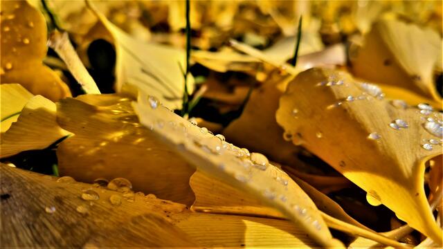 ... goldener Ginko