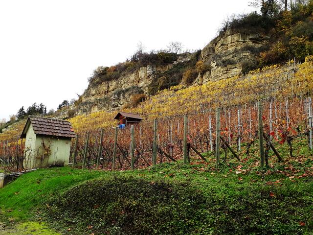 verfärbtes Weinlaub