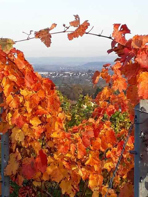 Durchblick